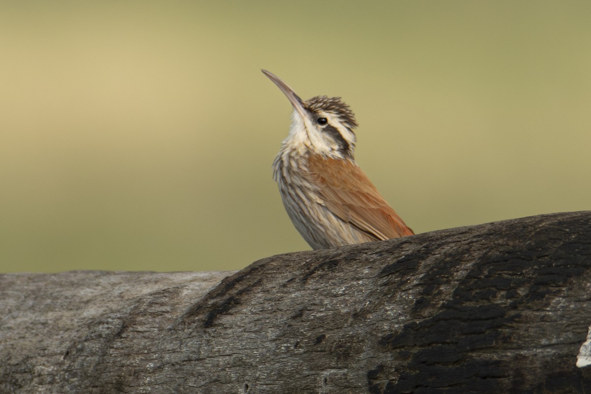 Narrow-billed Woodcreeper - Andy Bowen