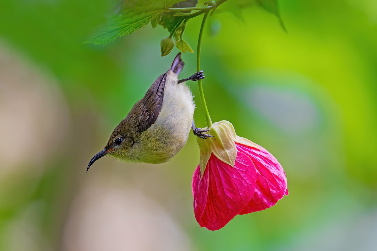 Crimson-backed Sunbird - ML610062325