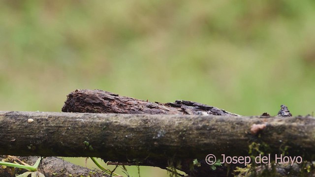 Dickschnabelorganist (melanura/crassirostris) - ML610062502