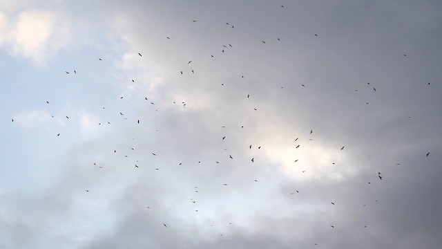 Gray-faced Buzzard - ML610062670