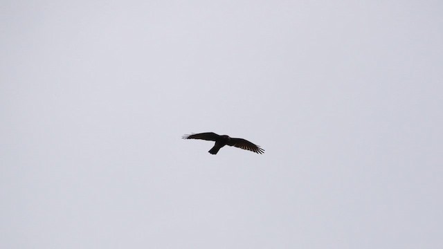 Gray-faced Buzzard - ML610062672