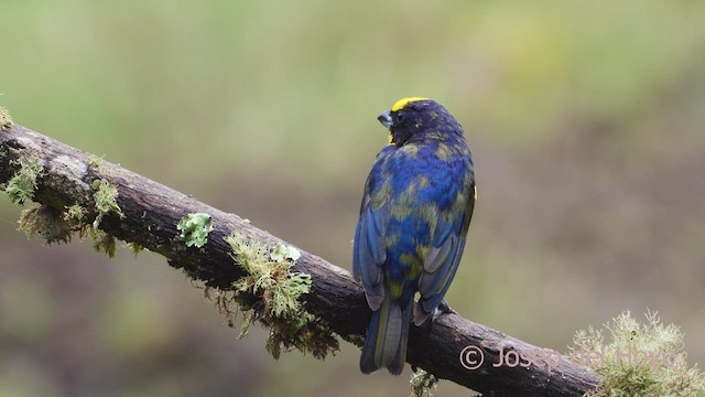 ハシブトスミレフウキンチョウ（melanura／crassirostris） - ML610062857