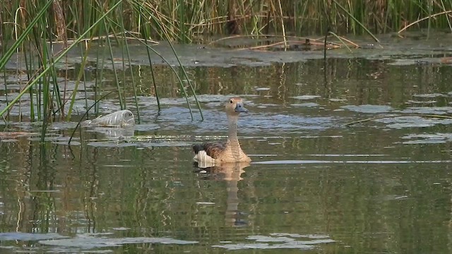 Lesser Whistling-Duck - ML610062859