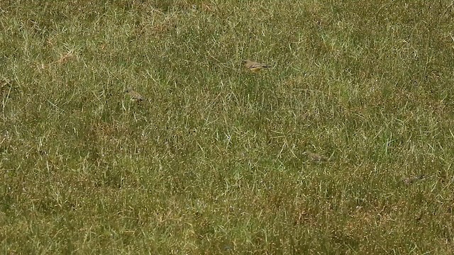 Western Yellow Wagtail - ML610062930