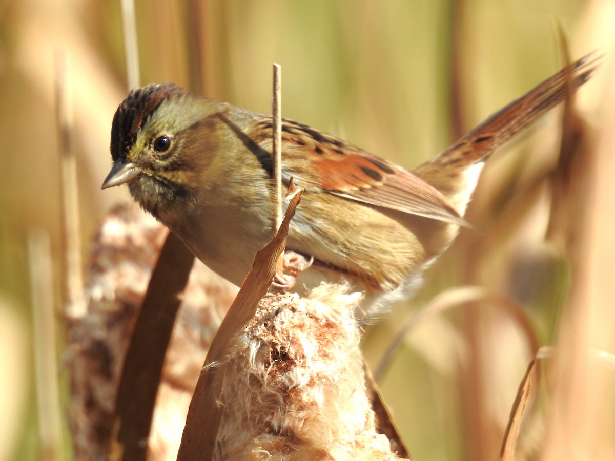 Swamp Sparrow - ML610063108