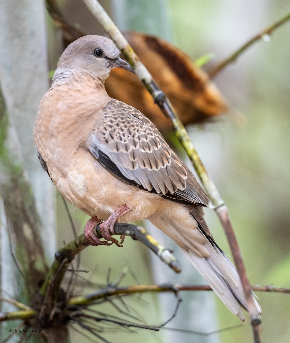 Spotted Dove - ML610063149