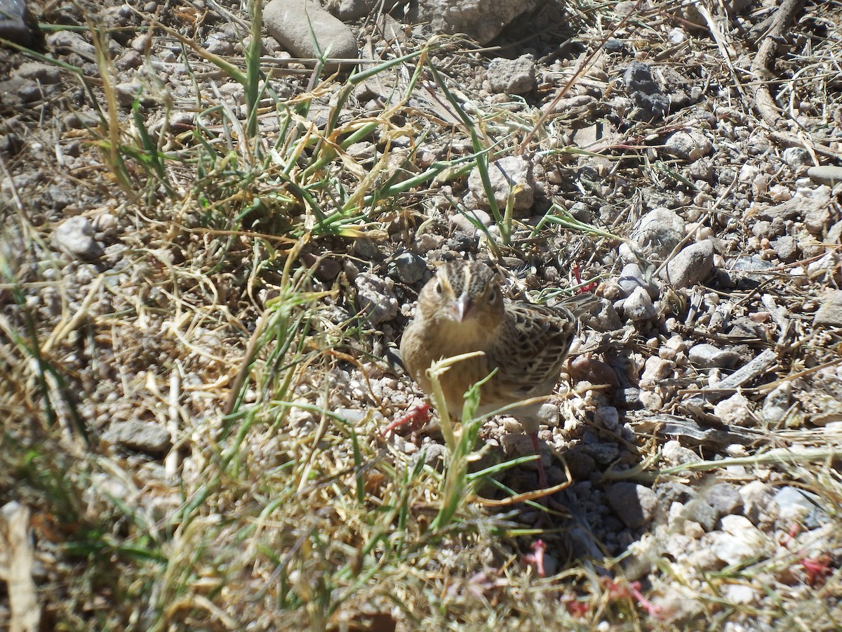 Grasshopper Sparrow - ML610063152