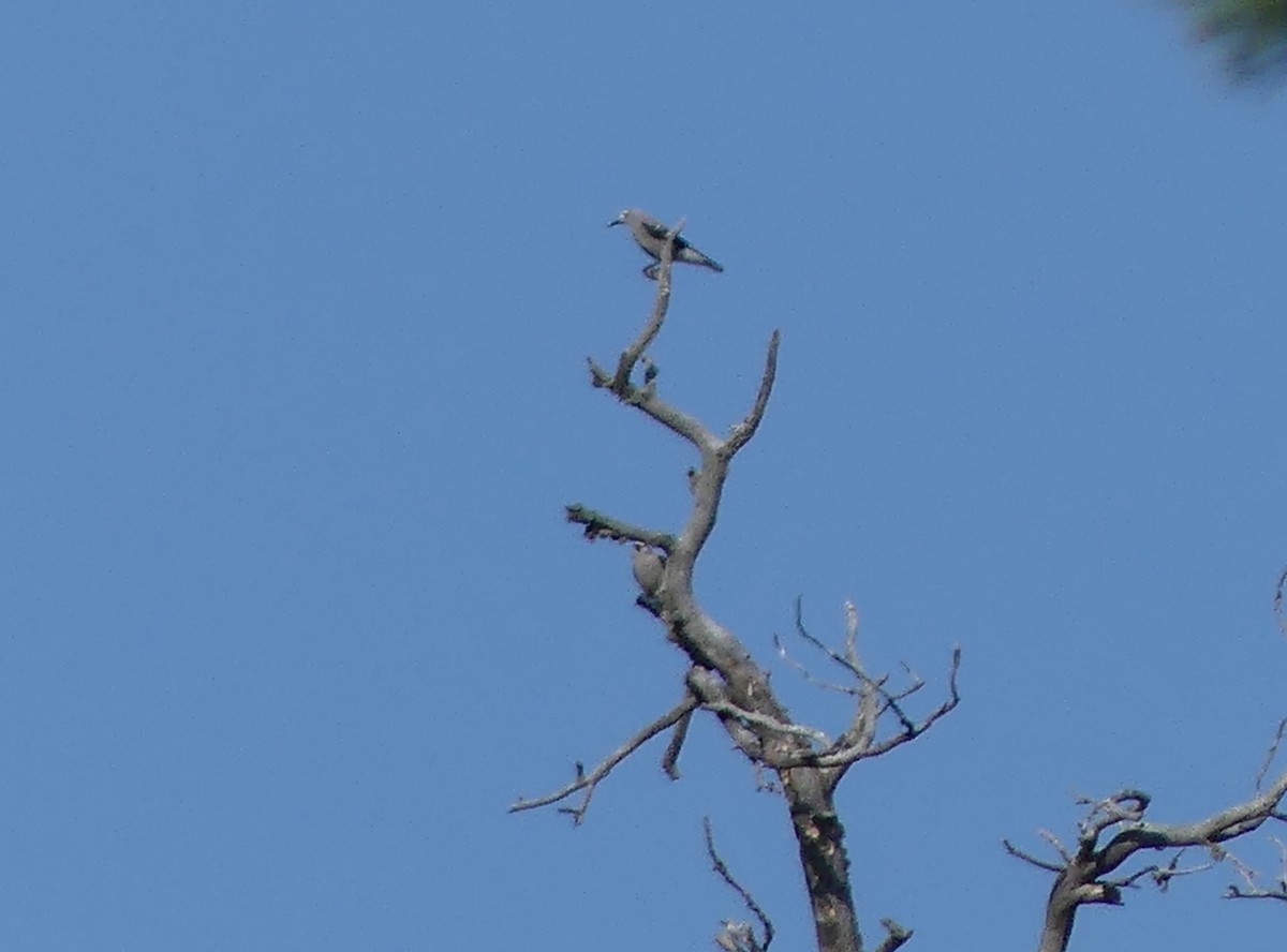 Clark's Nutcracker - Jim Guion