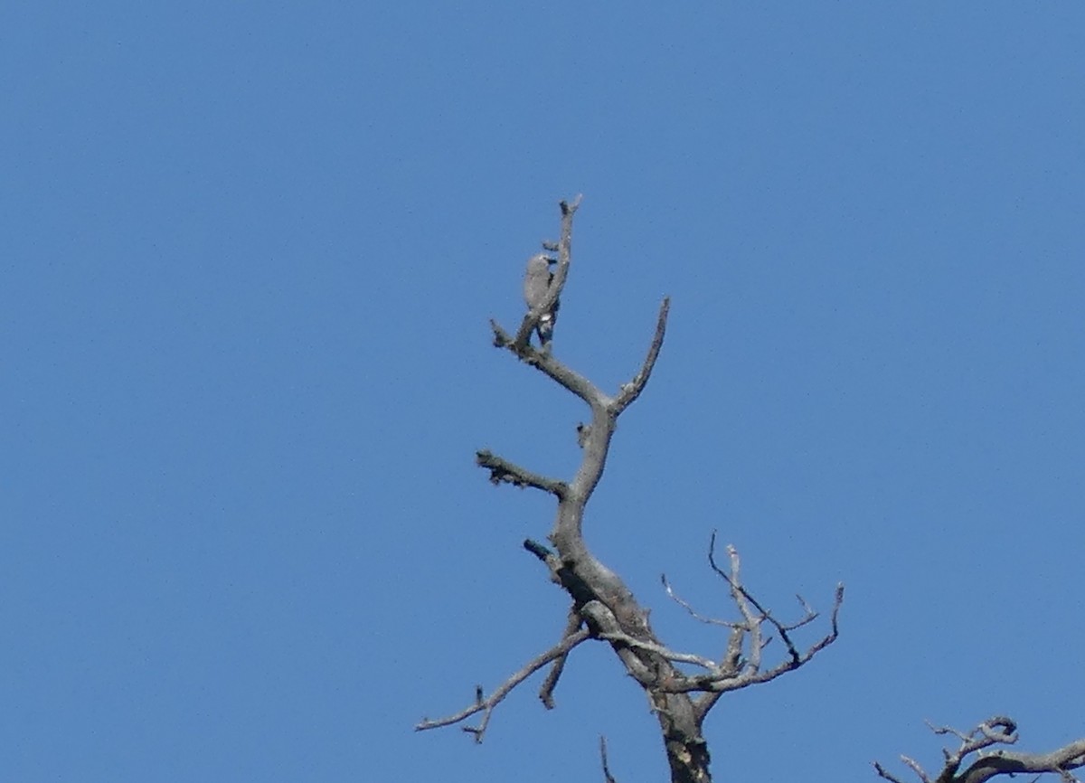 Clark's Nutcracker - Jim Guion