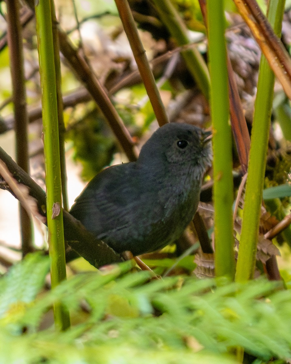 Planalto-Tapaculo - ML610063241