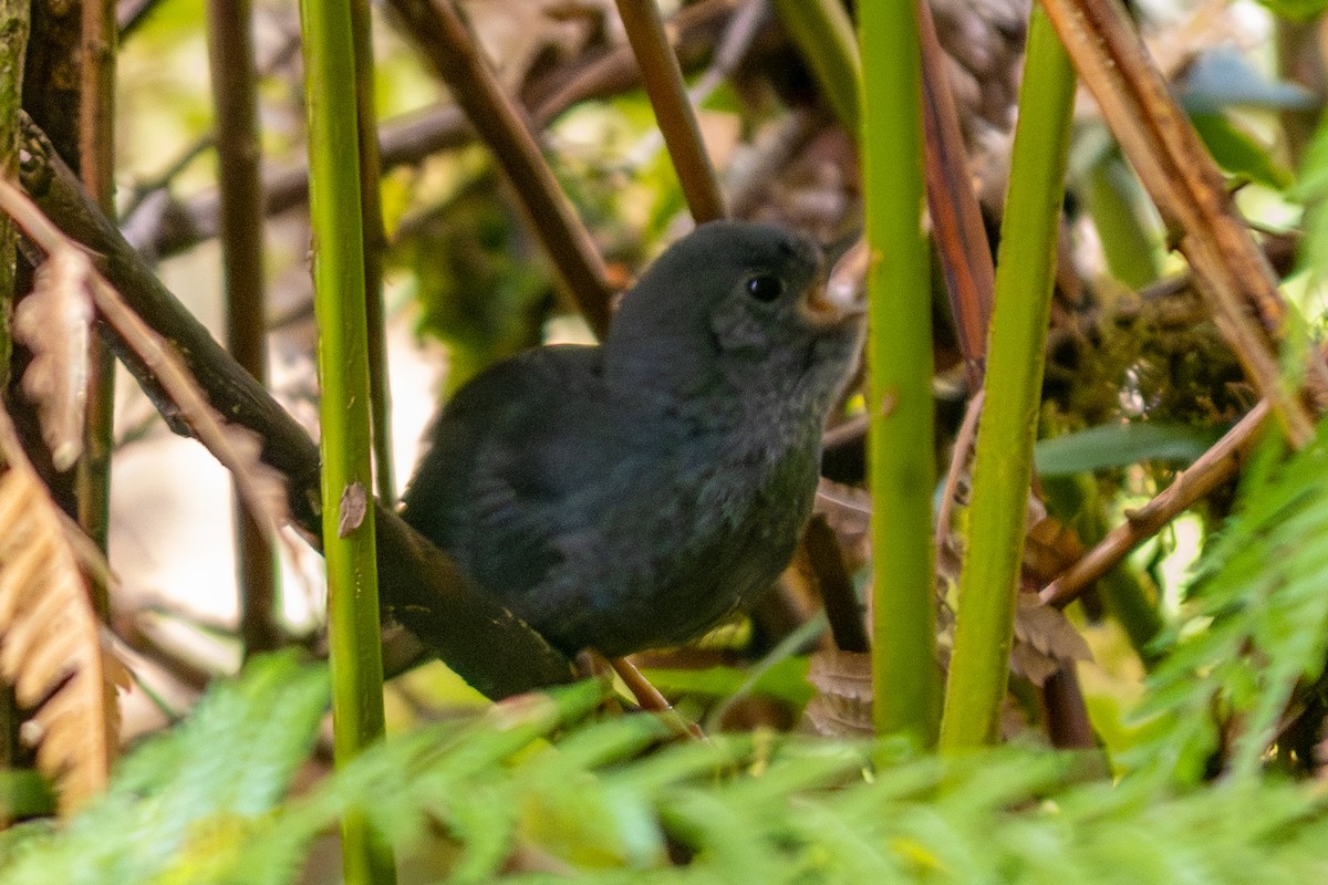 Planalto-Tapaculo - ML610063243