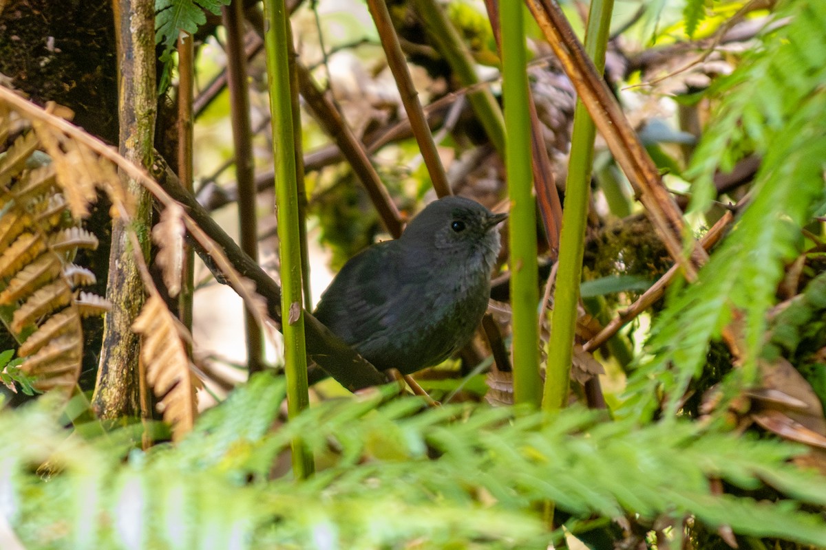 Planalto-Tapaculo - ML610063244