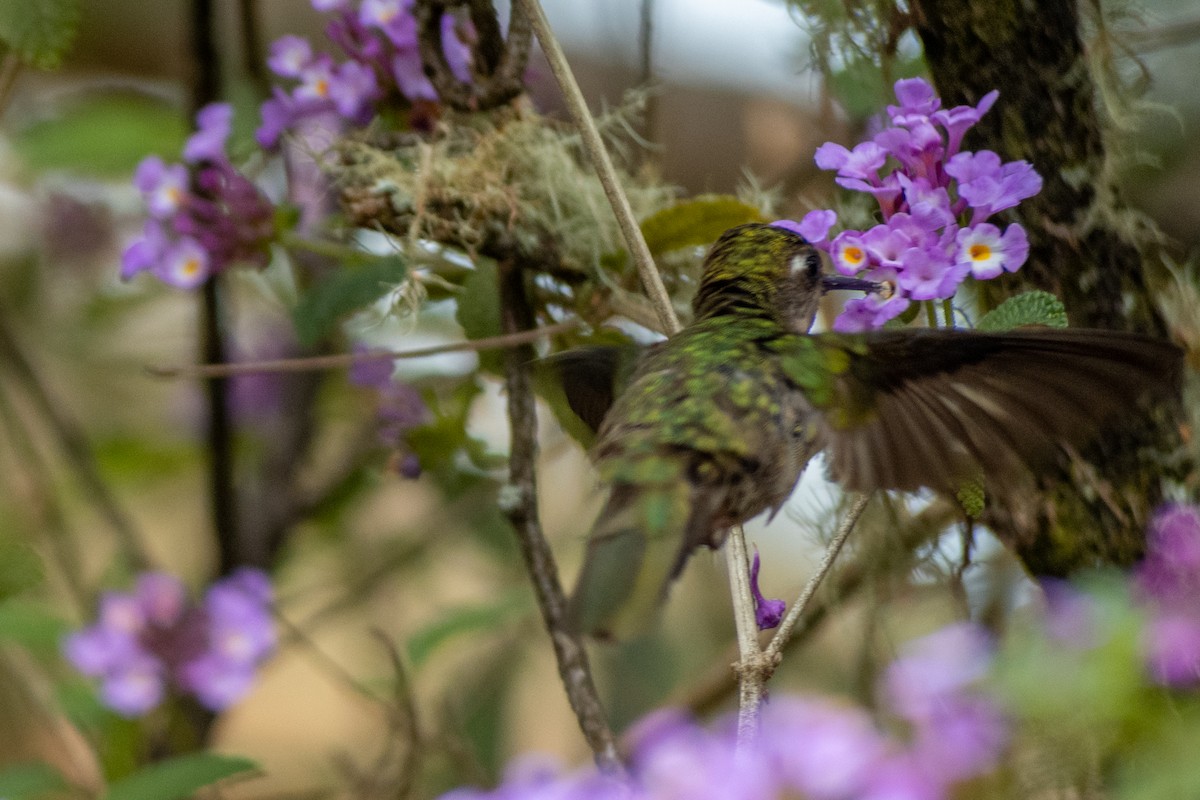 kolibřík paraguayský - ML610063272