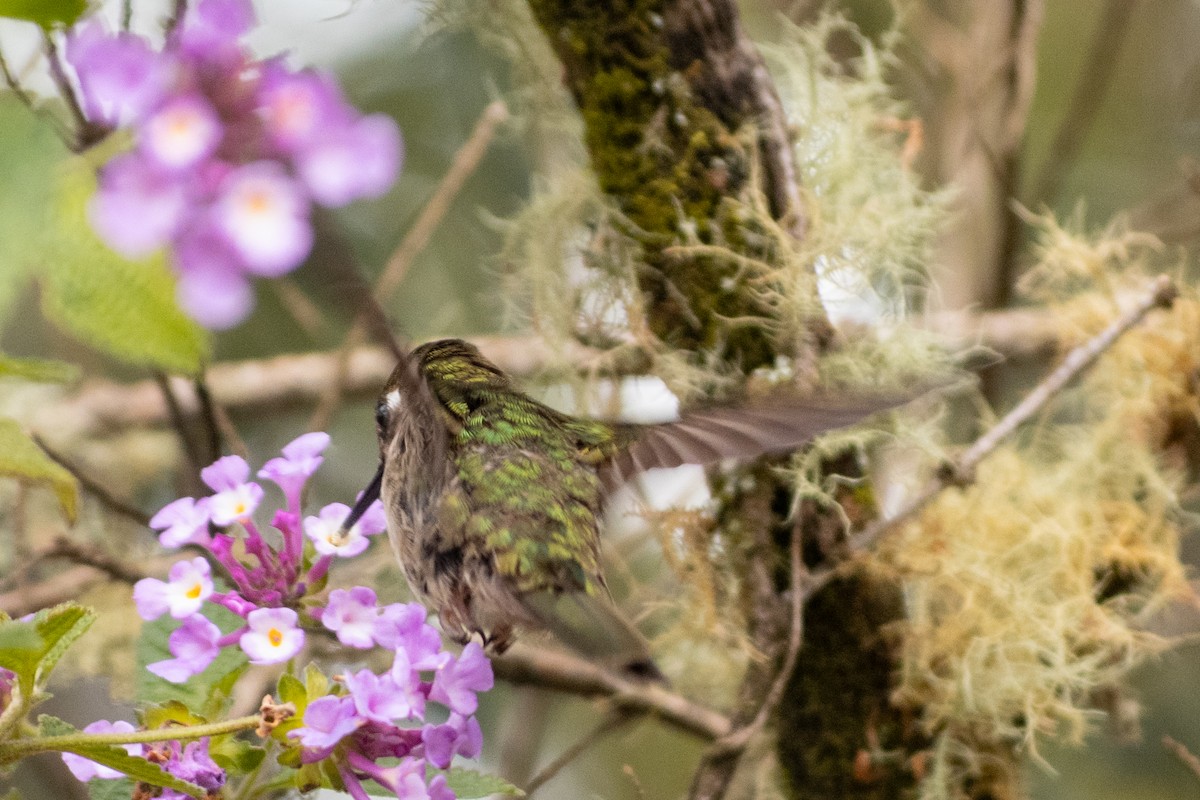 kolibřík paraguayský - ML610063273