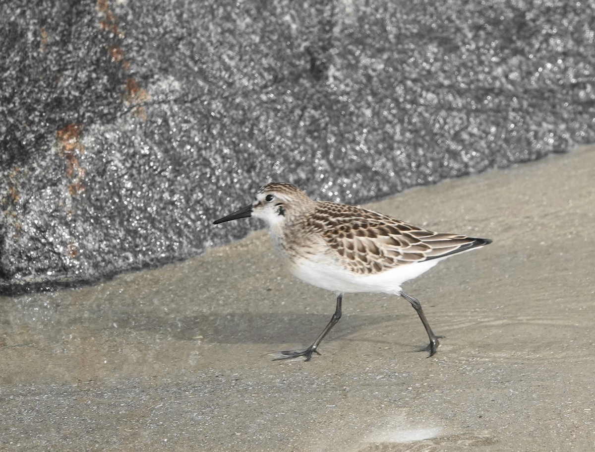 Semipalmated Sandpiper - ML610063391