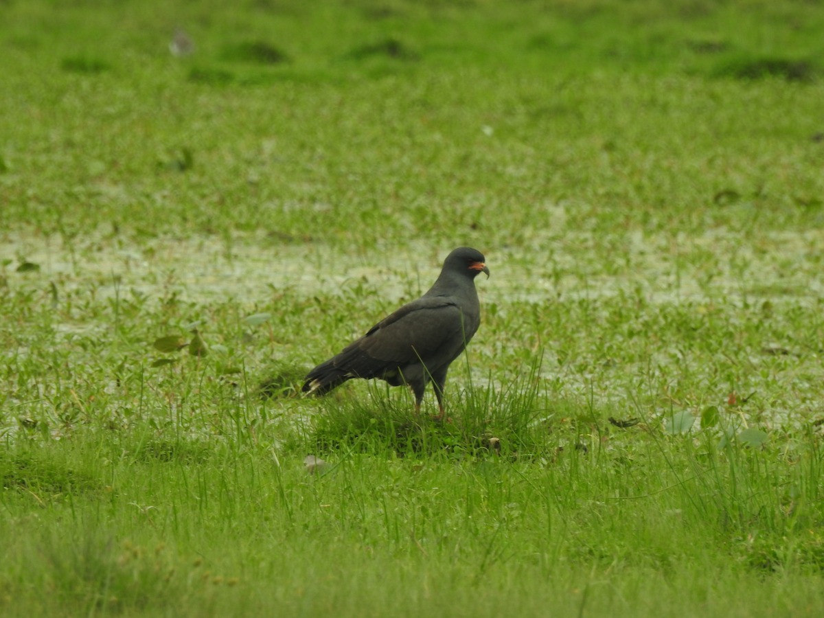 Snail Kite - Victoria Morales