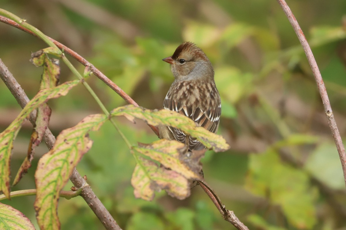 White-crowned Sparrow - ML610063579
