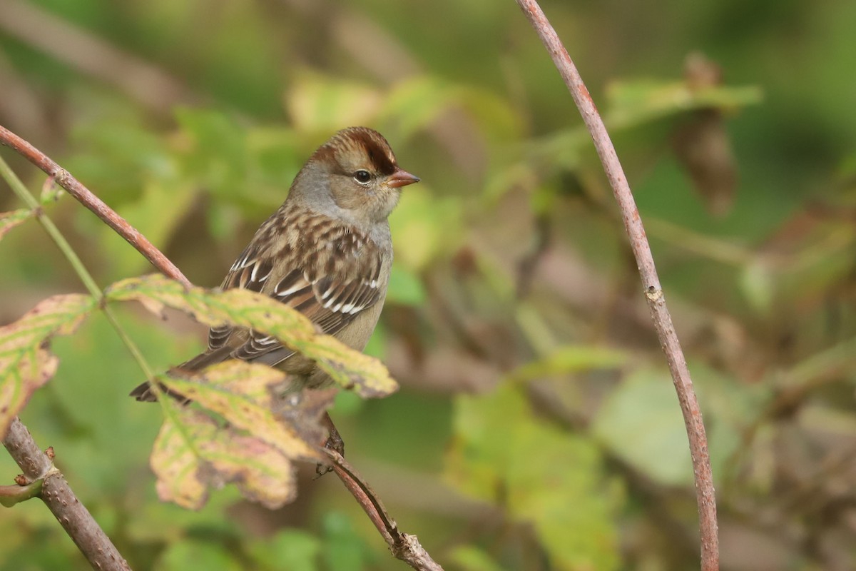 White-crowned Sparrow - ML610063580
