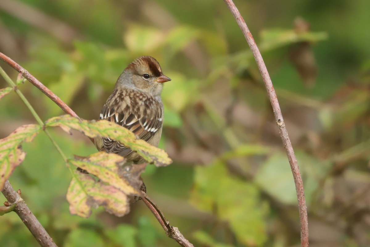 White-crowned Sparrow - ML610063581
