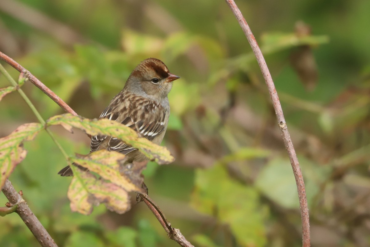White-crowned Sparrow - ML610063582