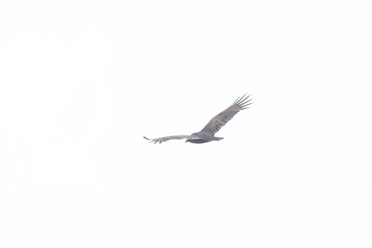 Turkey Vulture - ML610063623
