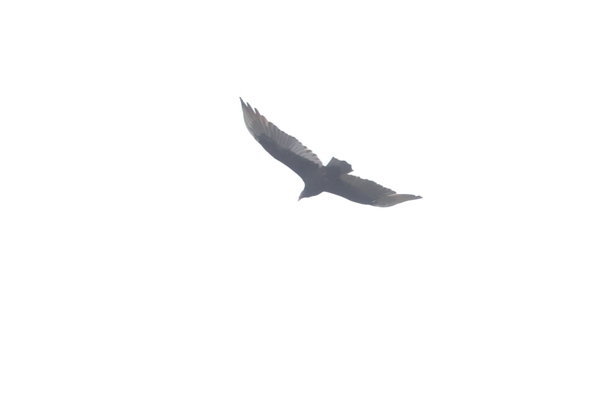 Turkey Vulture - ML610063624