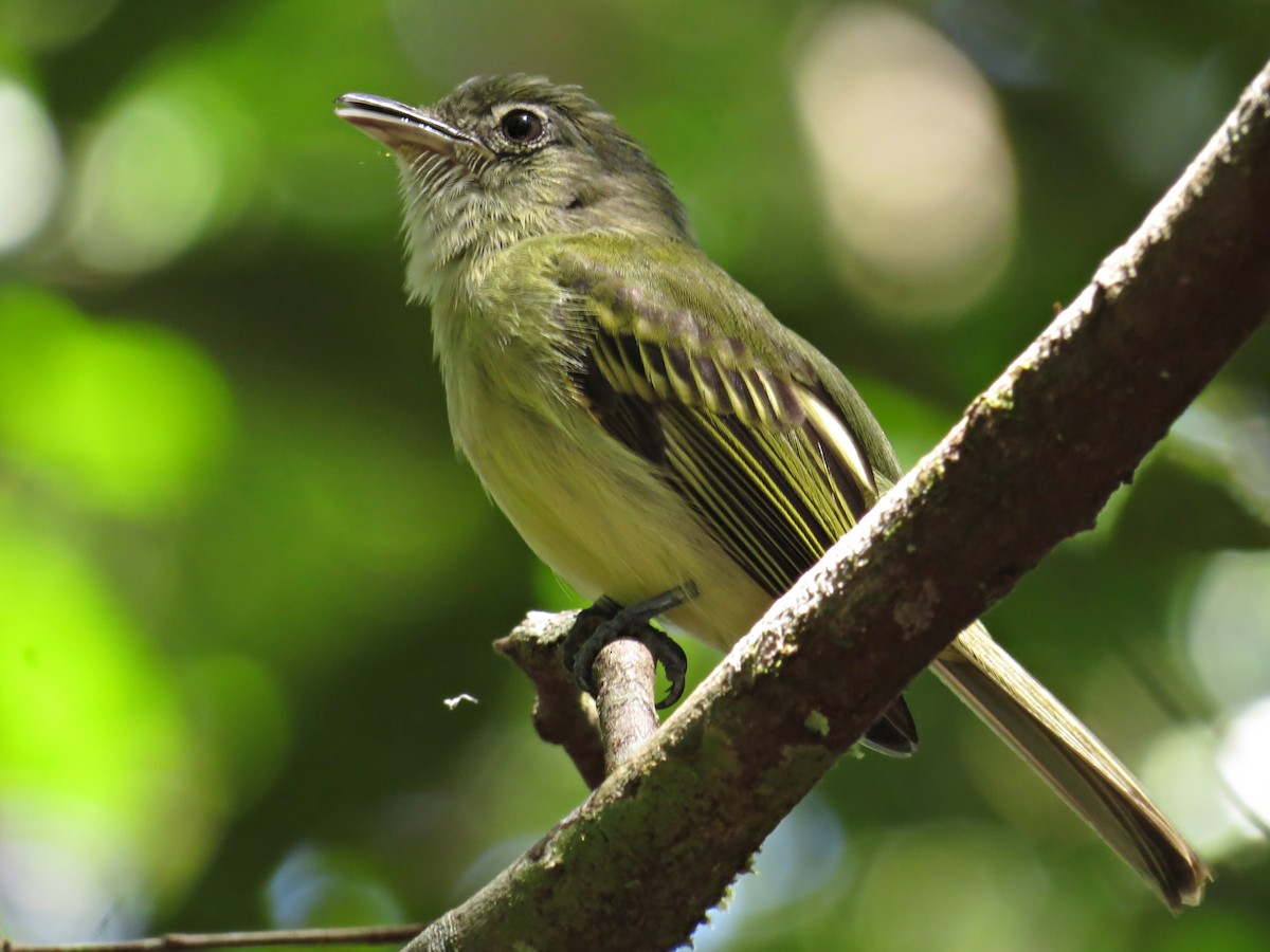 Flügelspiegel-Breitschnabeltyrann (examinatus) - ML610063636