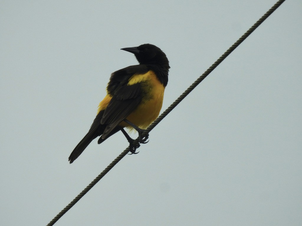 Yellow-rumped Marshbird - ML610063657