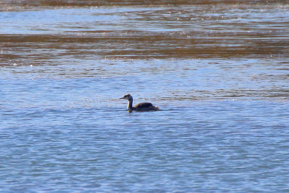 Great Crested Grebe - ML610063661