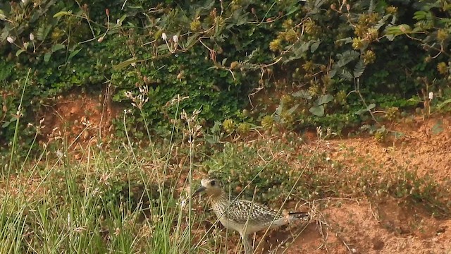 Pacific Golden-Plover - ML610063665