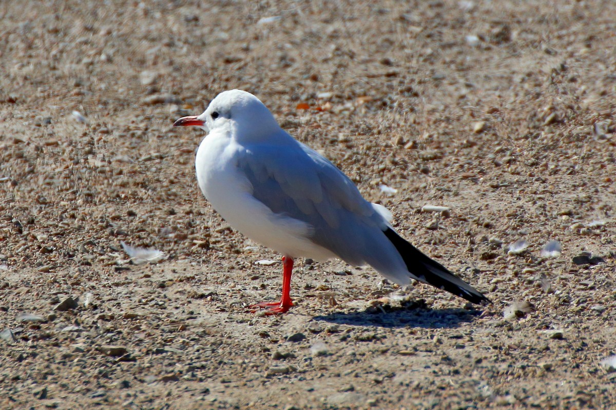 Gaviota Reidora - ML610063692