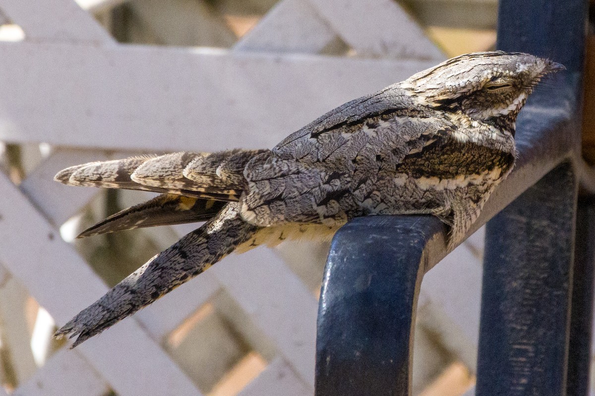 Eurasian Nightjar - ML610063700