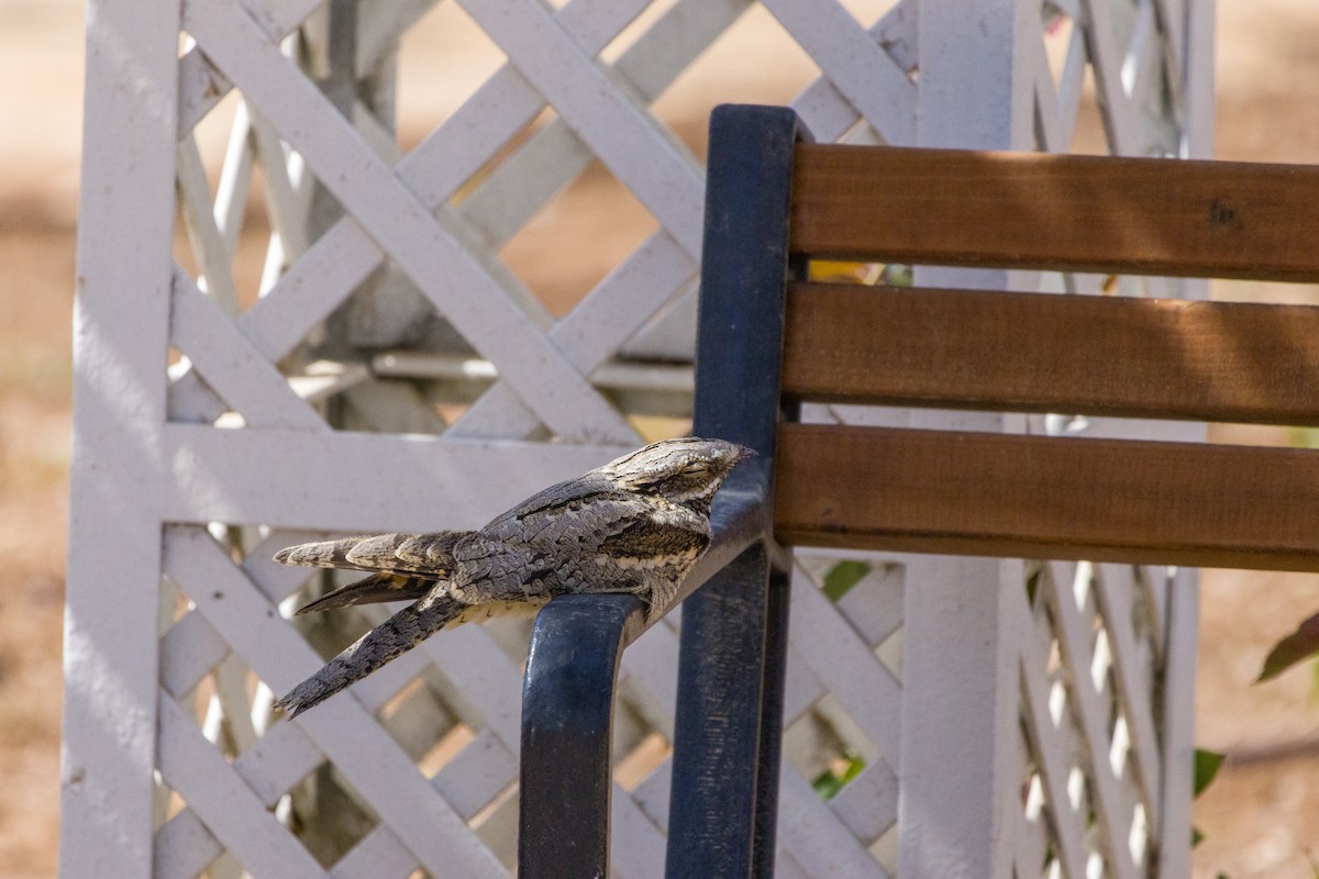 Eurasian Nightjar - Eitan Kaspi