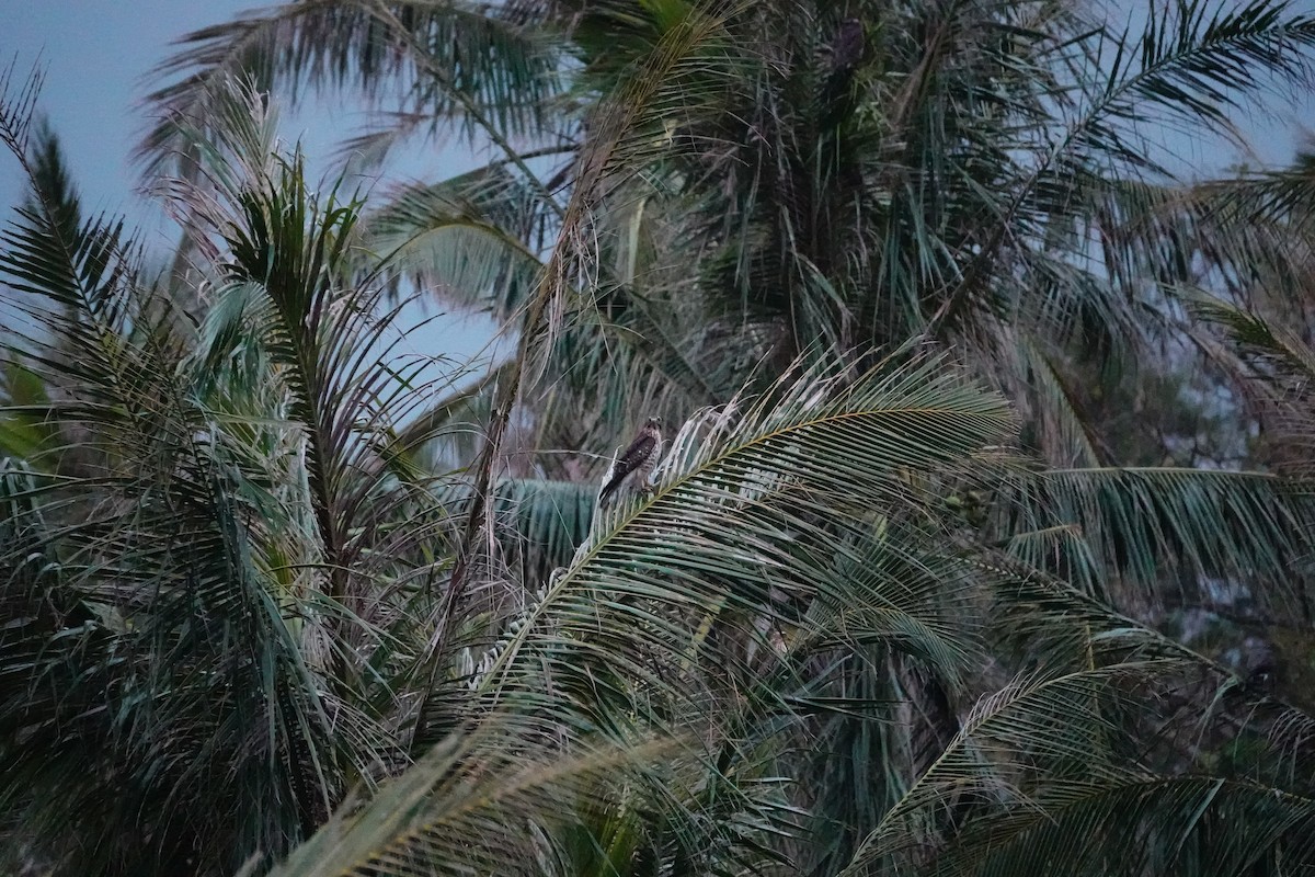 Gray-faced Buzzard - ML610063732