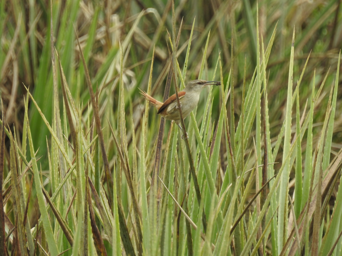 Straight-billed Reedhaunter - ML610063782