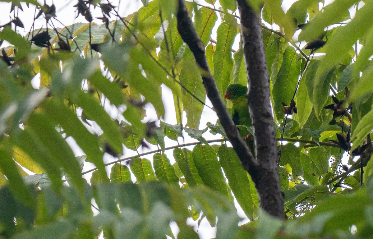 Yellow-throated Hanging-Parrot - ML610063832