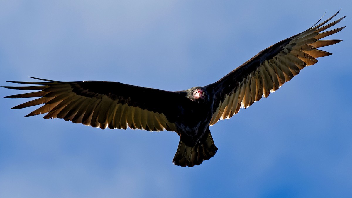 Turkey Vulture - Craig Becker