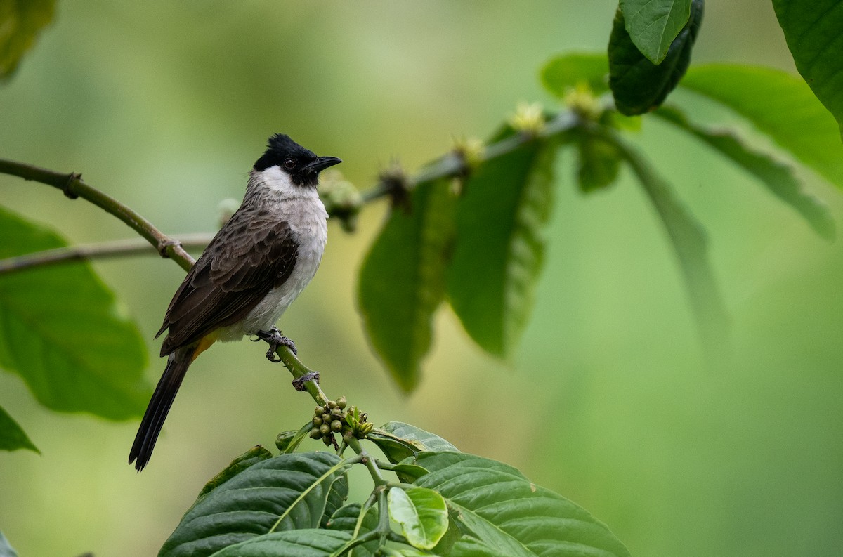Bulbul Ventridorado - ML610063842