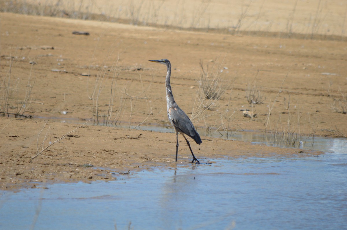 Great Blue Heron - Xyloh L.