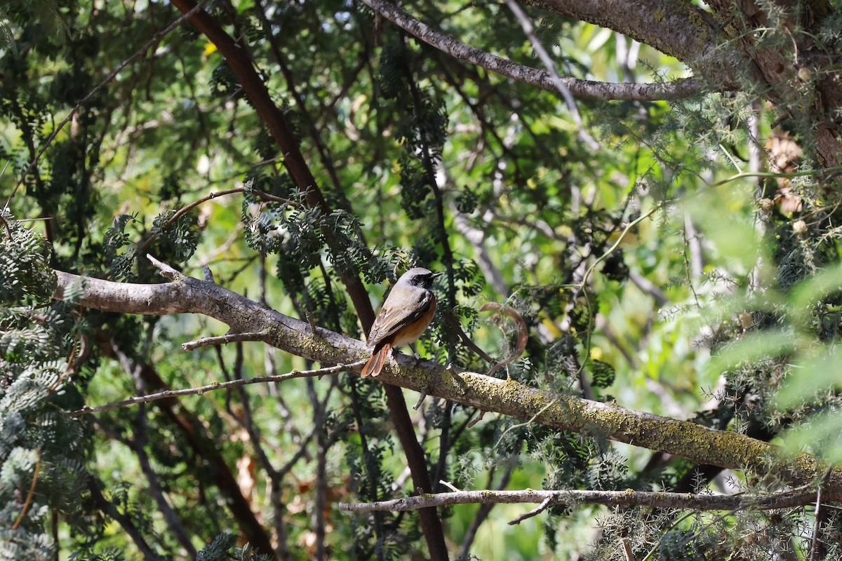 Common Redstart - ML610063872