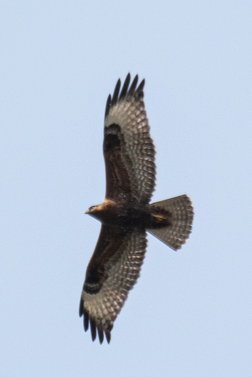 Common Buzzard (Steppe) - ML610063880