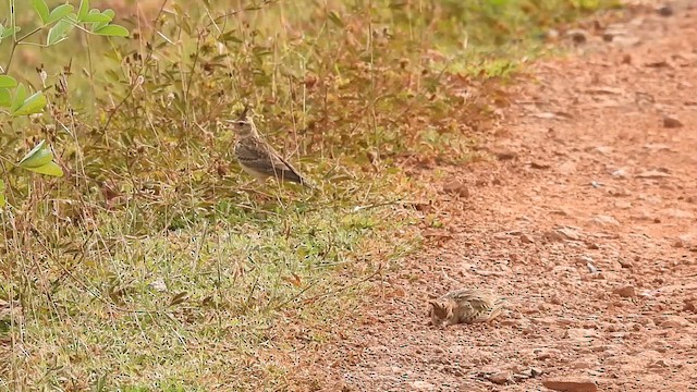 Malabar Lark - ML610063893
