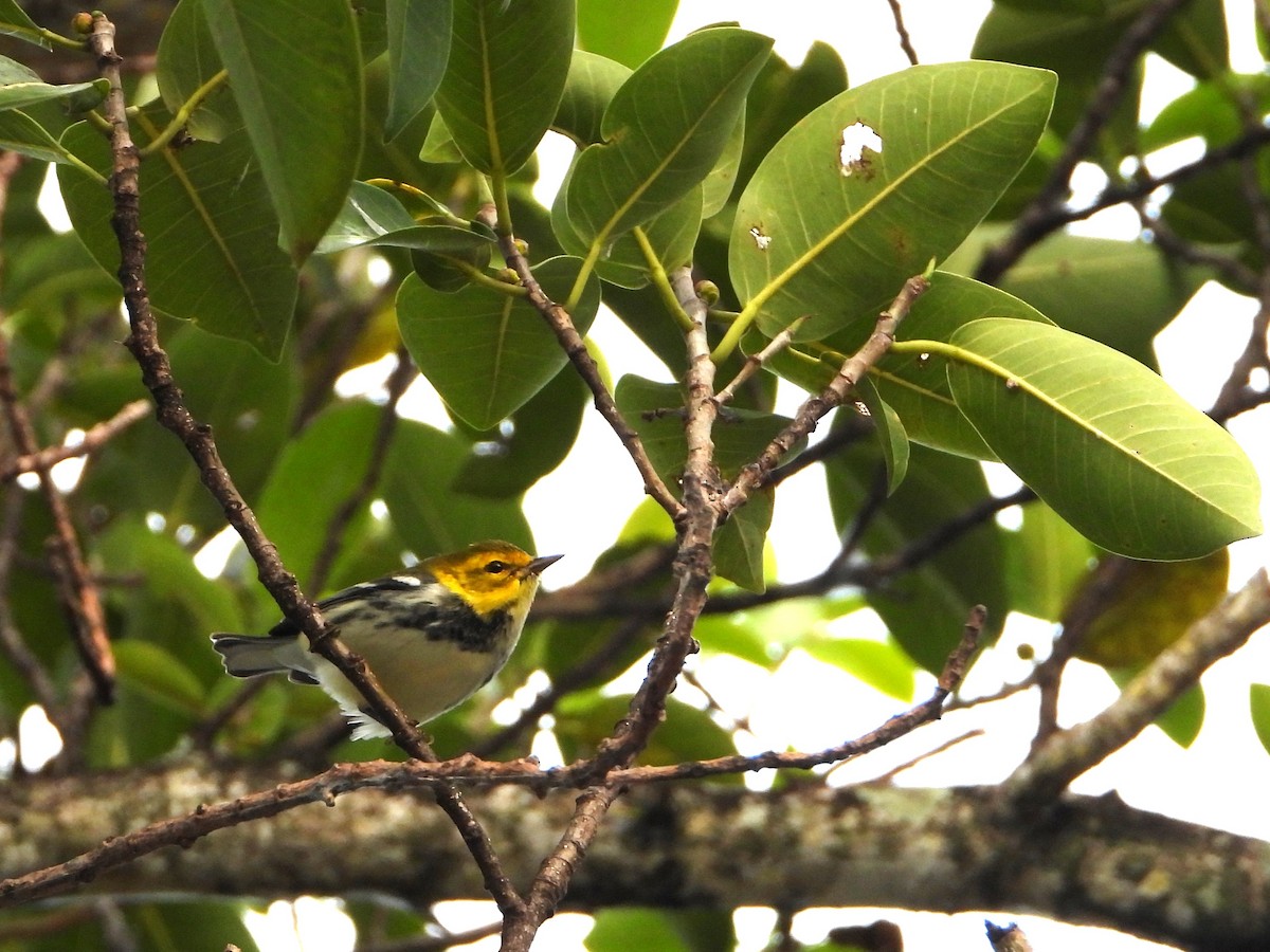 Black-throated Green Warbler - ML610063899