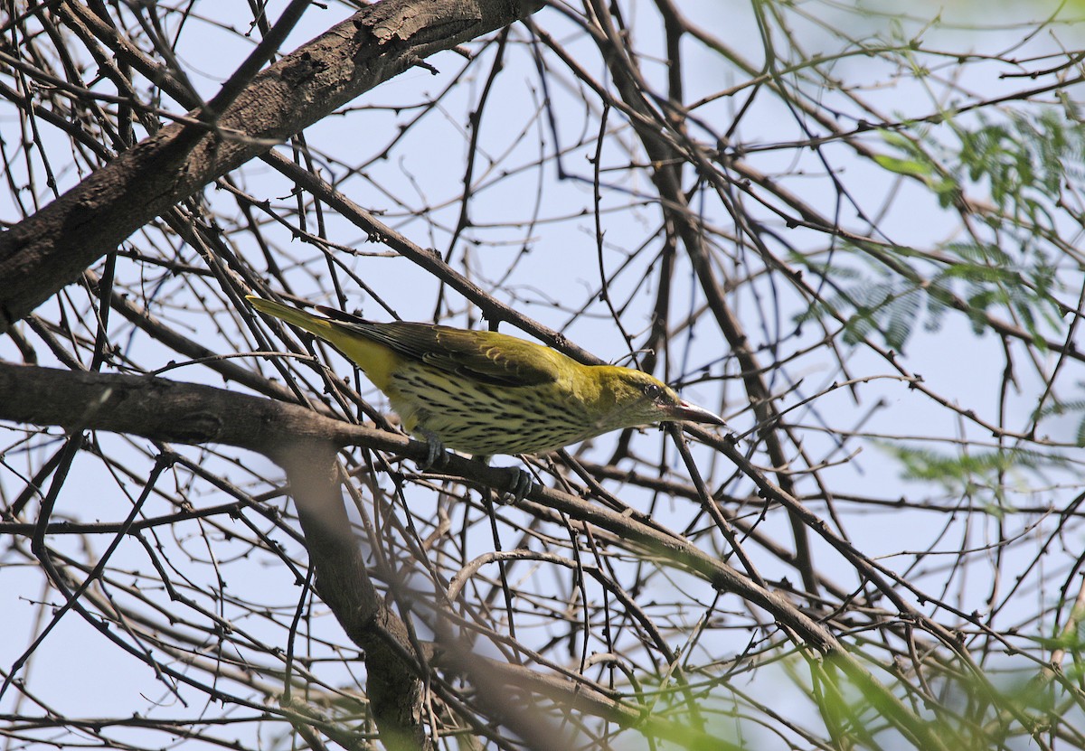 Indian Golden Oriole - ML610063997