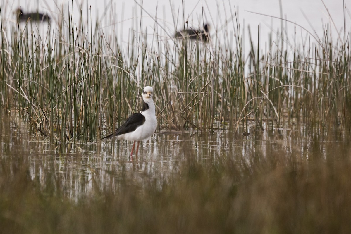 Black-necked Stilt - ML610064059