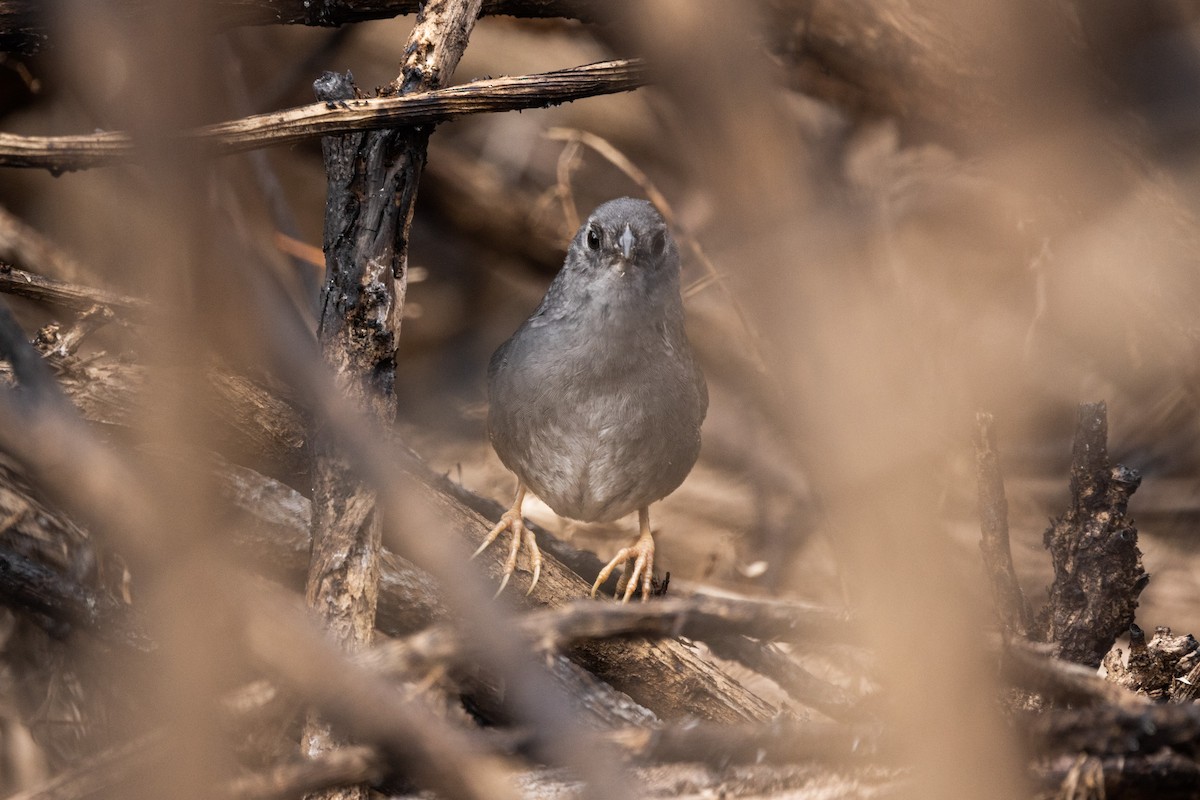 Ochre-flanked Tapaculo - ML610064065