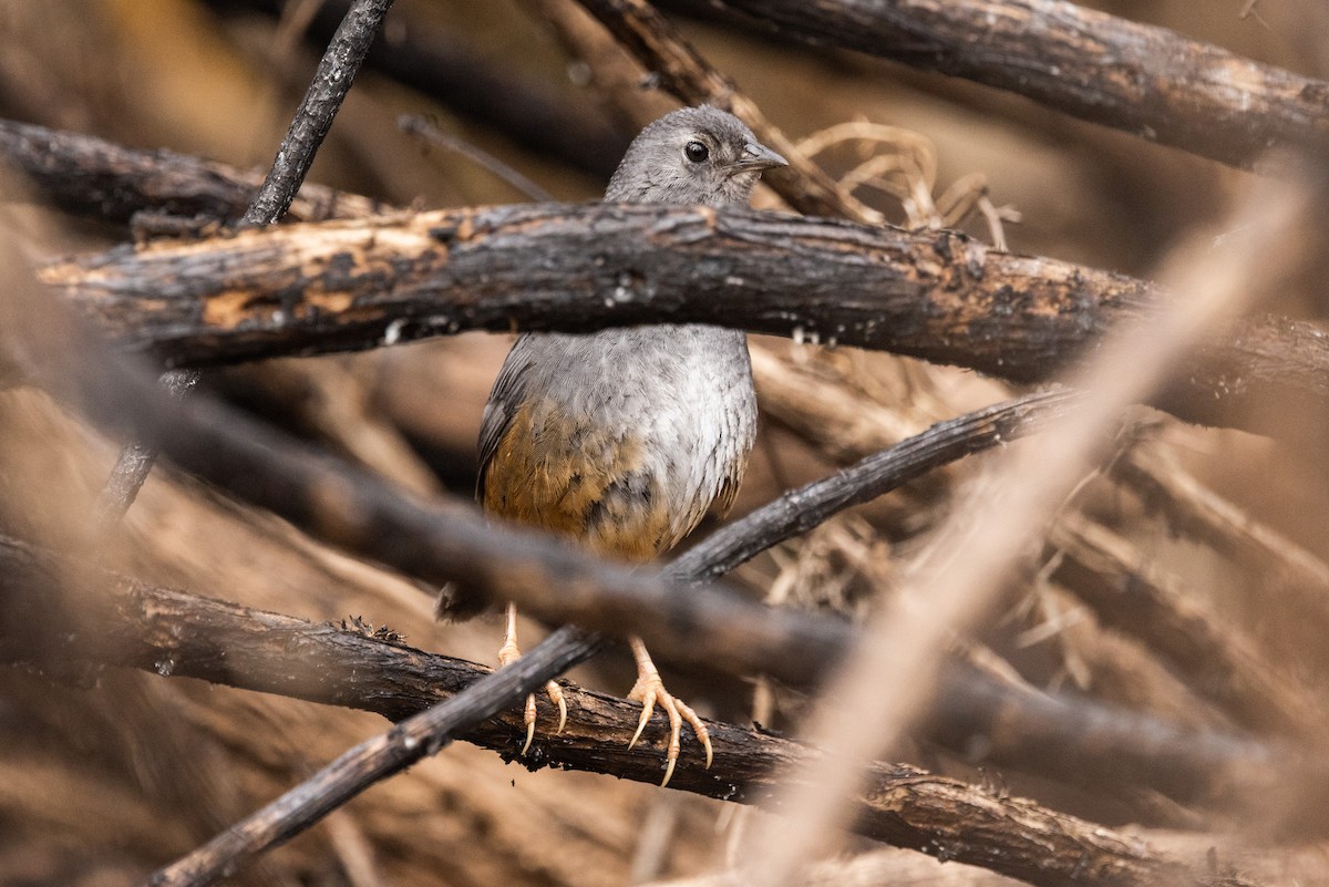 Rostflankentapaculo - ML610064068