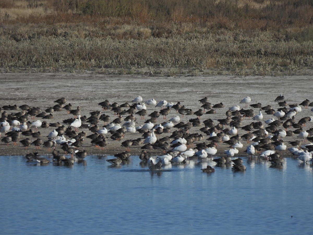 Greater White-fronted Goose - ML610064072