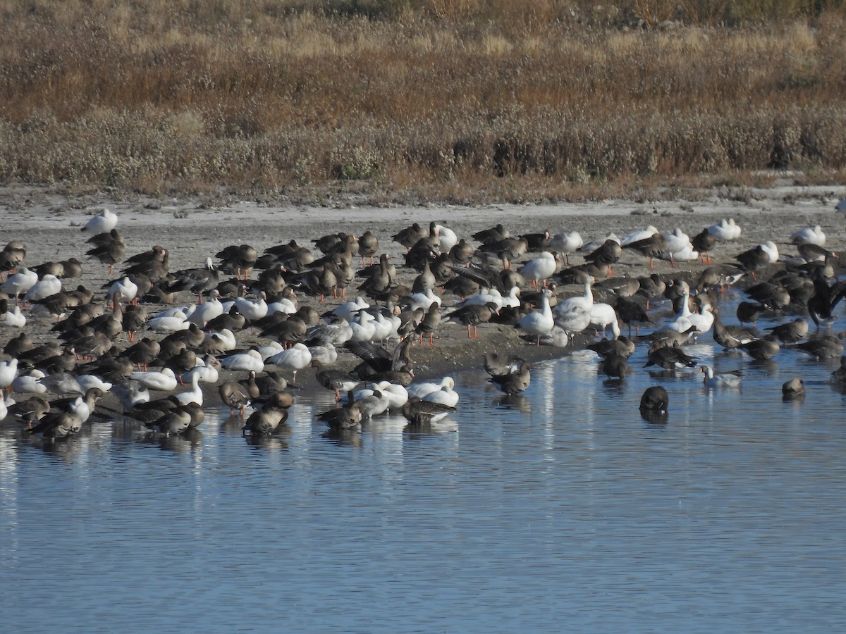 Snow Goose - ML610064089