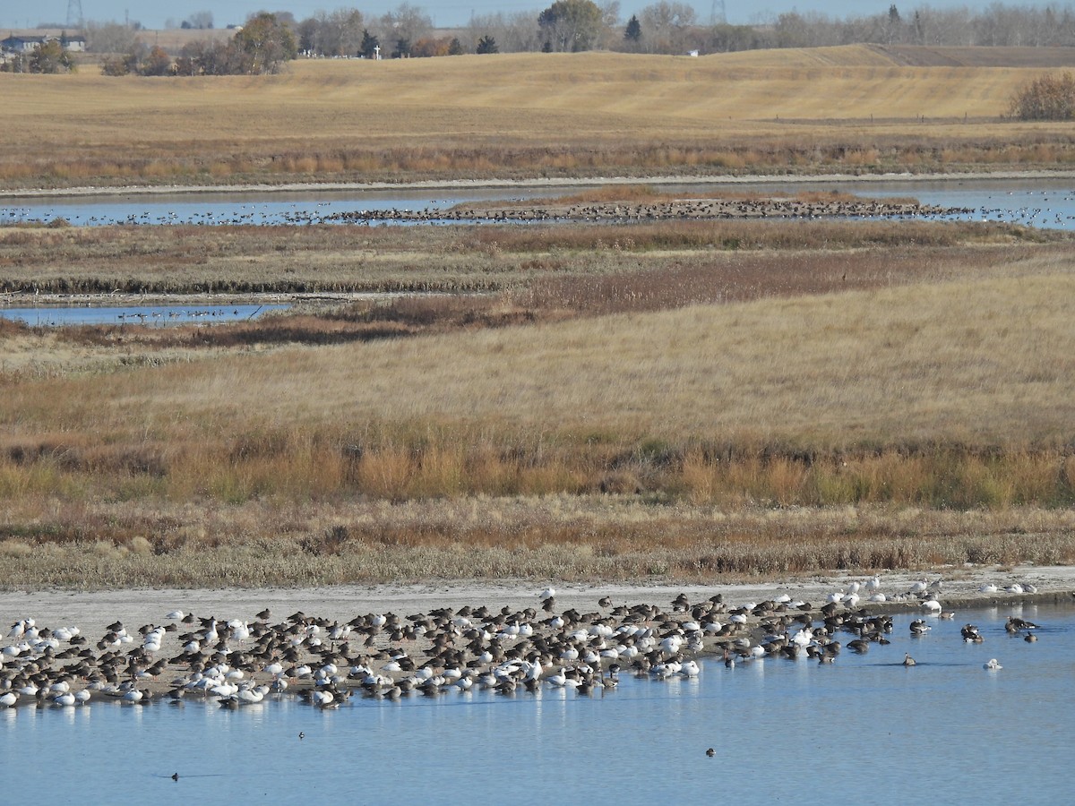 Snow Goose - ML610064096